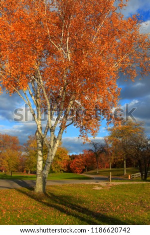 Colorful autumn tree in the park