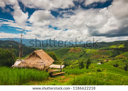 Rice field at Pa Bong Piang village in Mae Cham, Chiangmai, Thailand. Background Texture.