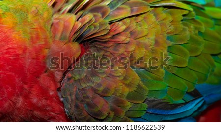 Close up Colorful of Double Catalina Macaw ( Hybrid between Catalina Macaw and Catalina Macaw ) bird's feathers with red yellow orange and blue shades, exotic nature background and texture