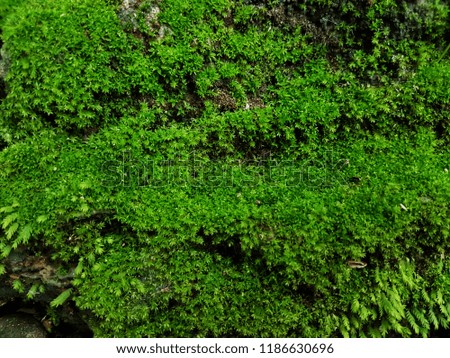 Rock on the stone walkway.Green moss