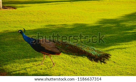Beautiful peacock running around in a green grass park with long colorful tail           