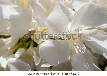Blooming white Nerium Oleander flower and buds in a green garden. Beautiful nature photo wallpaper background. No people.