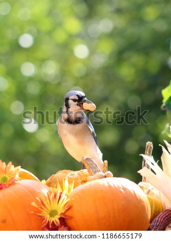 Fall scene of blue jay standing on top of a group of pumpkins and mums with a peanut in it’s beak.