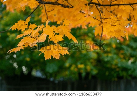  Autumn leaves on the sun and blurred trees background