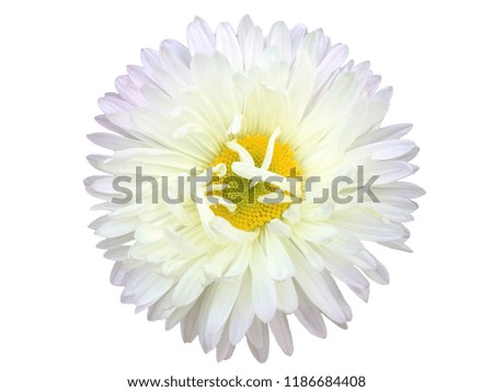 White chrysanthemum flower isolated on white background