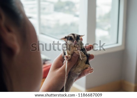 Cute little Sugar Glider eating fish snack while being hold in hand.