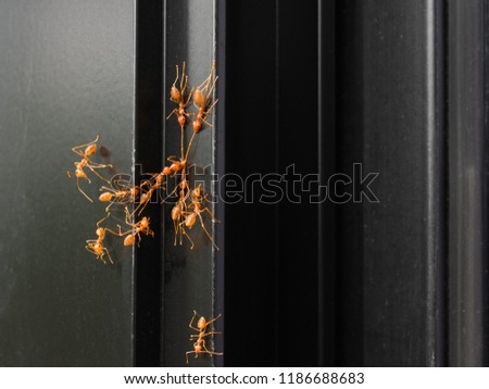Red ants fighting among themselves on black window background