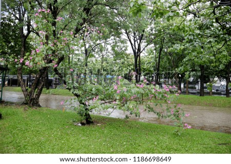 View of the park on a rainy day