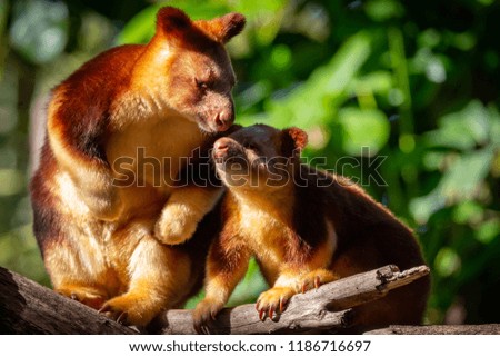Tree Kangaroo - Mother and baby on tree branch