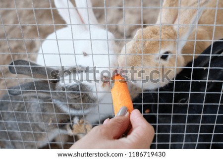 feeding rabbits in cage