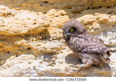 Little owl or Athene noctua perched on ground