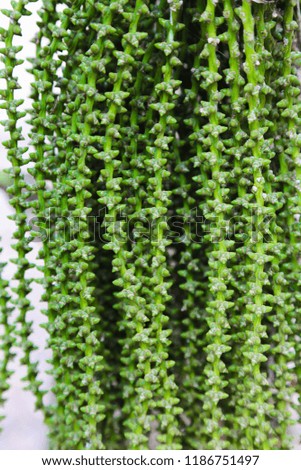green seed pattern