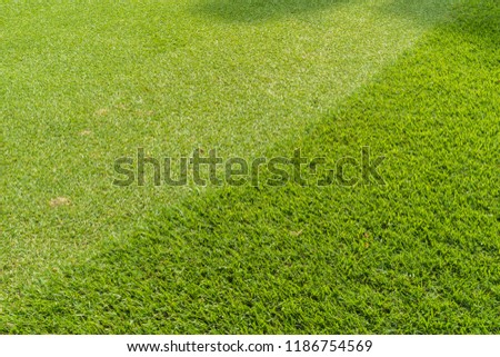 Focus beautiful green grass in golf court.
