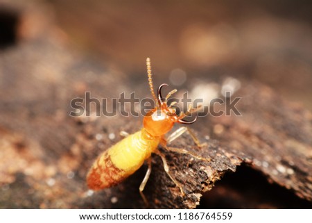 Super macro danger termite on wood