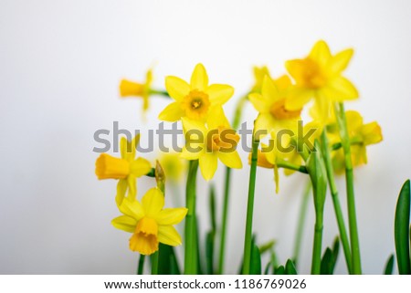 doffodil flowers on a white background with blur and green leaves