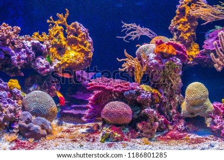 aquarium inside of the oceanographic museum in Monaco