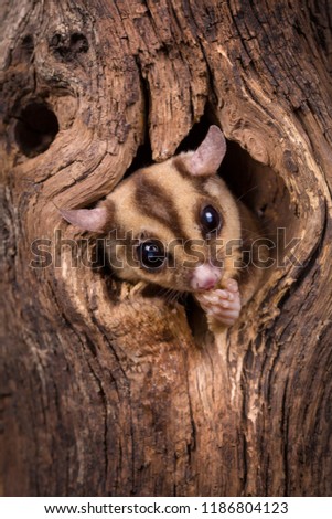 Closeup of a Sugar Glider squirrel peeking out of a tree hole