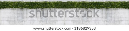 panorama cement wall and green leaf for background
