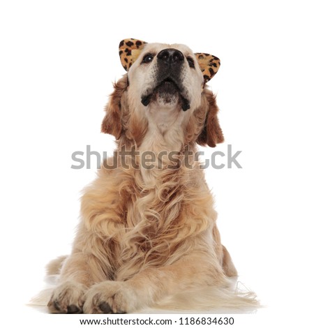 curious labrador wearing funny animal print headbad looks up while lying on white background
