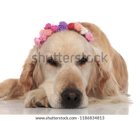 bored labrador with spring flowers crown lies on white background and looks to side