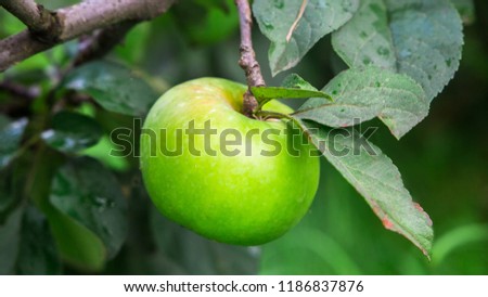 Apple tree in the garden. apples in the branch