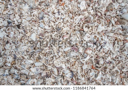 Sea shells on the sand by the seaside.