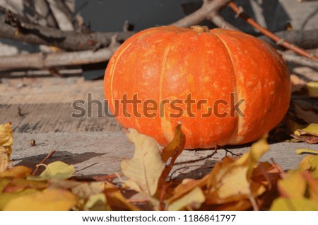 Halloween pumpkin head jack lantern on wooden forest background