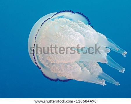 Lung jelly (Rhizostoma pulmo)