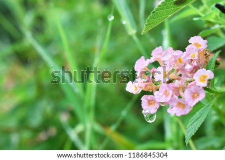 
Background image, pink flower shape with water droplets, flowers, background