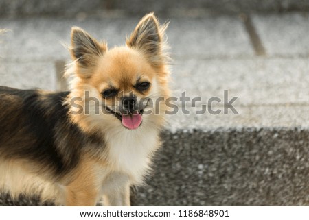 dog walking - Chihuahua