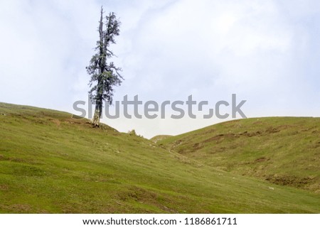 A lonely Tree on the Top of hill