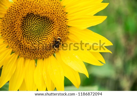 Details in sunflower.