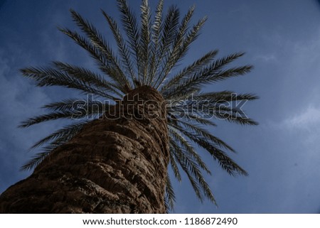 Beautiful palm tree in Palma de Mallorca Spain, palm tree with blue sky in the background