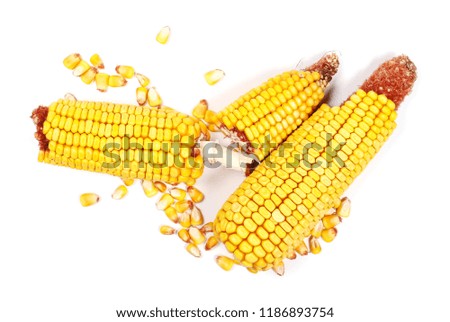 Cob of corn with kernels isolated on white background, top view