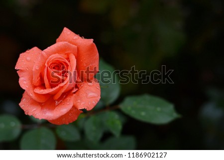 Scarlet rose in drops of dew on a dark background, garden rose