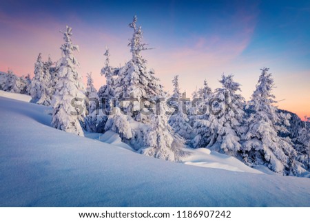 Dramatic winter sunrise in Carpathian mountains with snow covered fir trees. Gorgeous outdoor sceneof mountain forest. Beauty of nature concept background.
