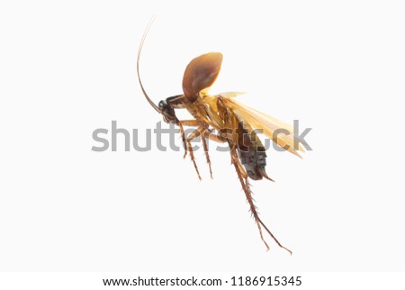 Cockroach isolated on white background. Cockroaches are flying insects and cockroaches are also carriers of human pathogens. Side view