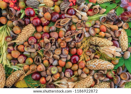 Autumn assorted in the forest cones acorns chestnuts and nuts