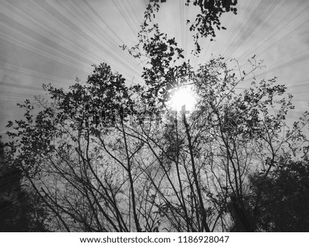 Branches with  sunrise and sky . black and white image