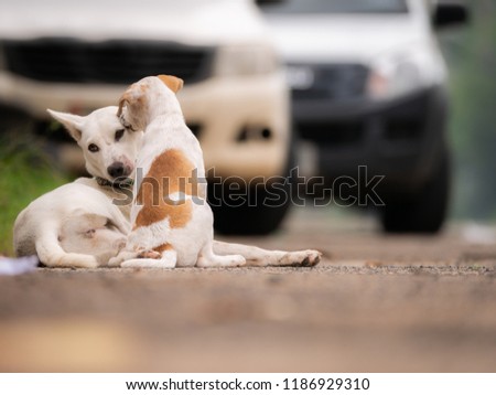 The Puppy Looking for a Dog Ticks to The Mother Dog on The Road
