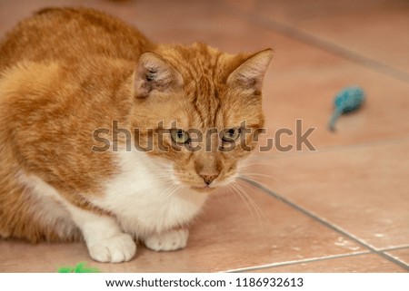european cat living in belgium animal shelter