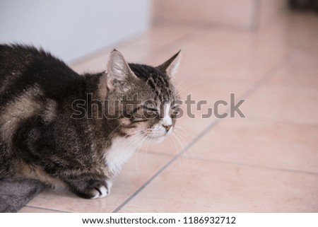 european cat living in belgium animal shelter