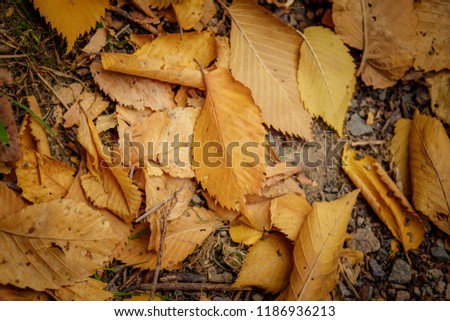 Autumn in Almaty and leaves/trees