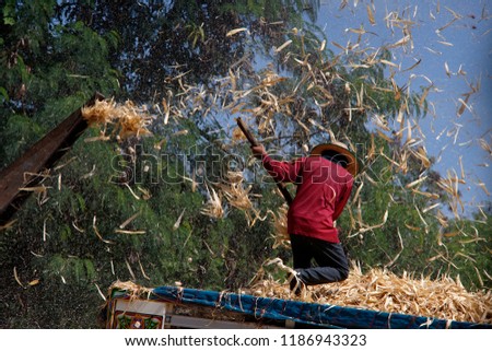 A man is sweeping corn peel from a corn husking machine on a truck