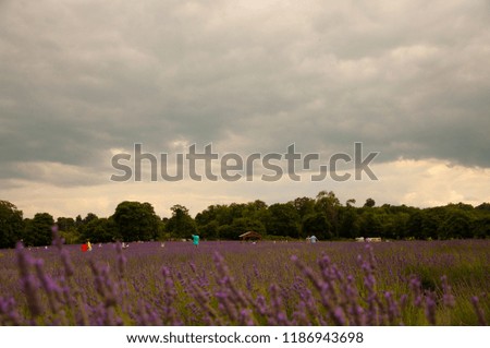 Lavender Field and a yellow flower