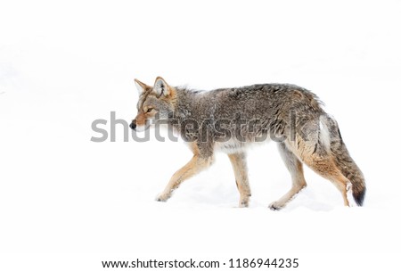 A lone coyote Canis latrans isolated on white background walking and hunting through the snow in Canada Royalty-Free Stock Photo #1186944235