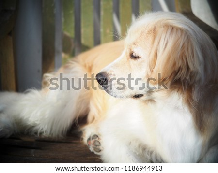 lonesome lonely sad white cute fat long hair puppy crossbred handsome dog portraits laying outdoor on home garden floor waiting for owner friend to take a walk
