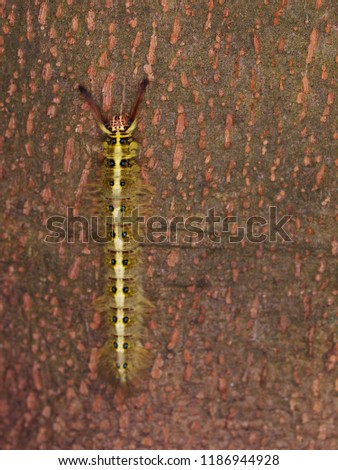 fat yellow gold colour hairy worm creeping slowly on brown rough tropical tree bark surface in summer time outdoor selective focus blur background