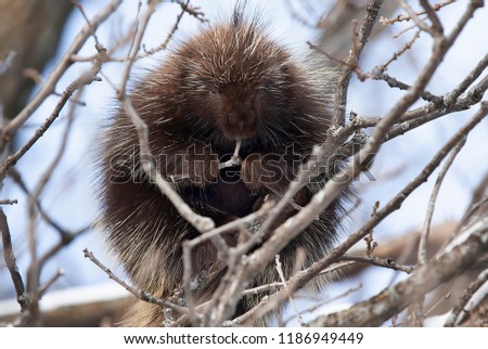 Porcupine sitting in a tree eating twigs in spring in Canada