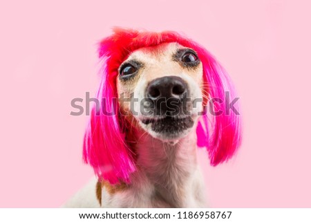 aping funny dog in pink wig